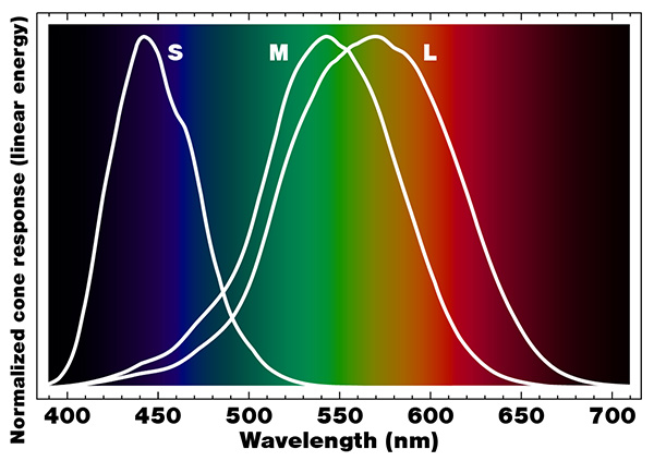 Spectral diagram of three bell curves (one each for short-, medium-, and long-wavelength cones), indicating their typical ranges and peak response points.