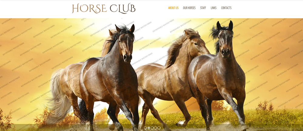 Horse Website Template