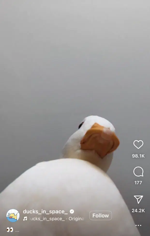reel loop ducks in space